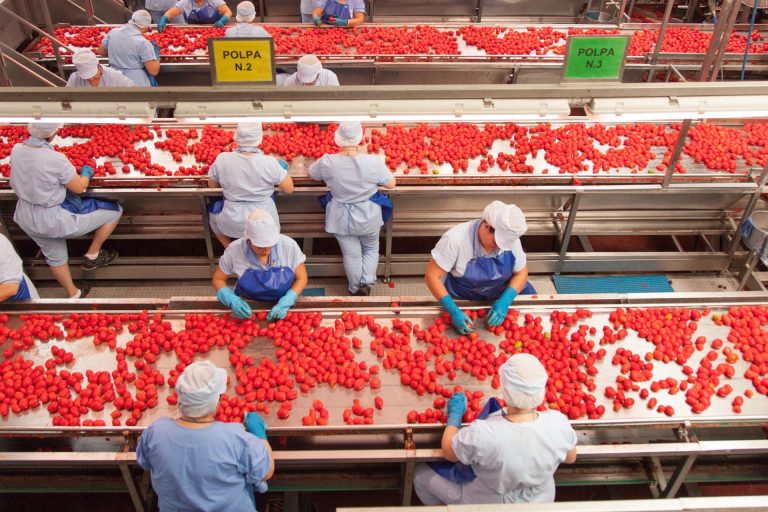 Pomodoro rosso vivo che vive d’industria e nuove tutele